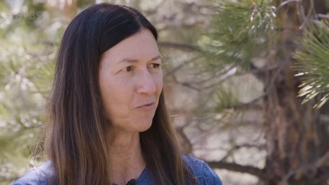 Should we focus on young trees or old as the climate warms? смотреть онлайн