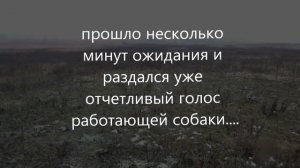 Ягдтерьер. Охота с ягдтерьером часть 1