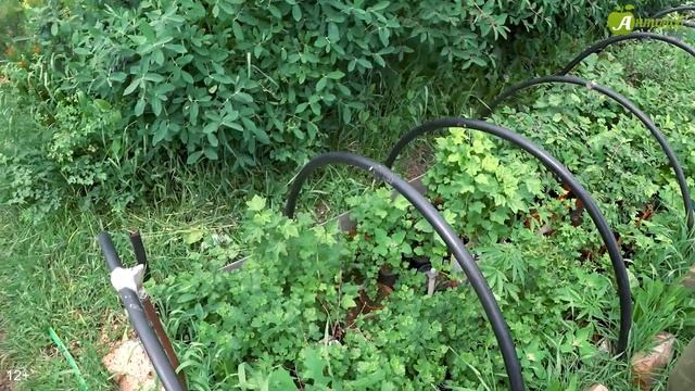 Урок по зеленому черенкованию плодовых и хвойных растений