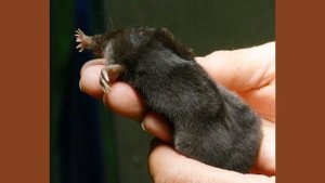 Как выглядит звездонос?| Занимательные факты из животного мира| Удивительная природа