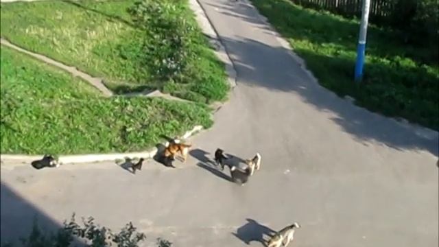 The dogs / Стая собак смотреть онлайн