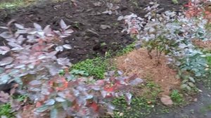 Плохо растёт голубика???? Подробнее.