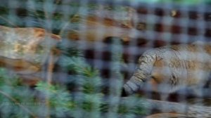 Манул Шу и его удачная охота. Ленинградский зоопарк