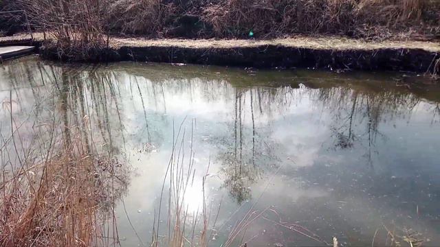 Ставок, Пруд. 2 года после раскопки. Разведение рыбы. Рыбалка. Pond. #разведение #рыбалка #пруд смотреть онлайн