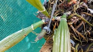 CATTLEYA - Confused growth