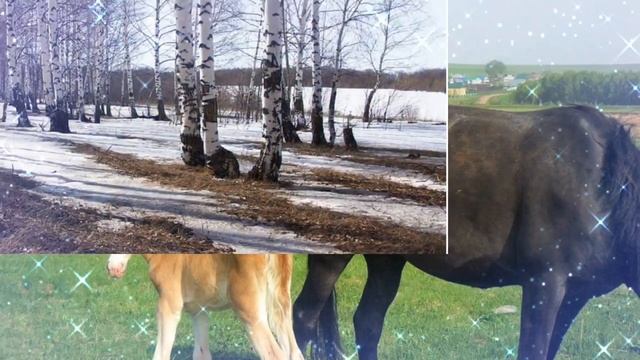 РӘЗИФ ГАЛИЕВ "САГЫНАМ СИНЕ, РСАЕМ!"  ГҮЗӘЛИЯ ХӘКИМҖАНОВА АВЫЛКАЕМ РСАЕМ  ФӘНӘВИС ДӘҮЛӘТБАЕВ