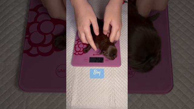 Возраст 7 дней, контрольное взвешивание ? Age 7 days, control weighing