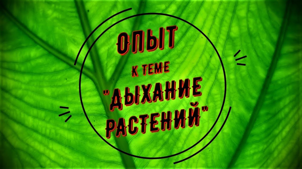 Дыши травы. Биология видеоуроки. Путешествие в страну биология. Видео уроки по биологии. ЕГЭ по биологии видеоуроки.