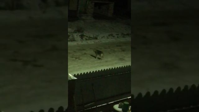 Вологодская область , Великий Устюг  Волки вышли на охоту 🐺🐺🐺