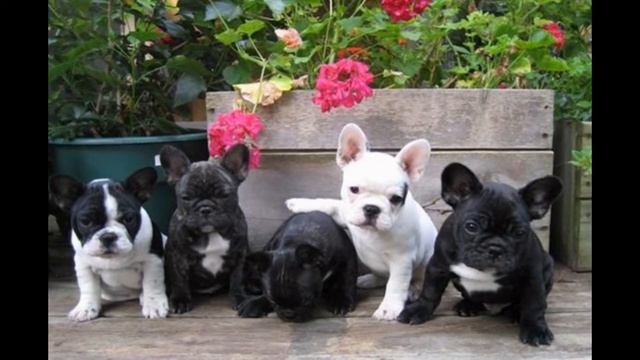 французский бульдог :) смотреть онлайн