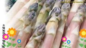 Спаржа. Краткий обзор, описание характеристик, где купить семена asparagus officinalis Фиолетовая