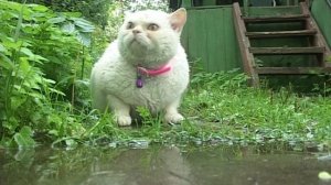 Кошка на даче. Третья часть