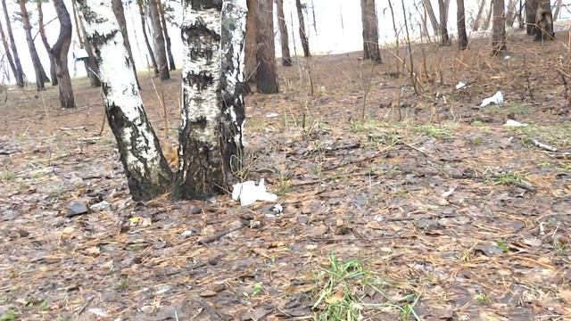 белка делает нычки 2 смотреть онлайн