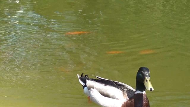 Как она прекрасна- Утренняя свежесть! Музыка Сергея Чекалина! смотреть онлайн