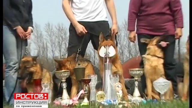 Племенной питомник немецкой овчарки Алекс Кутагер