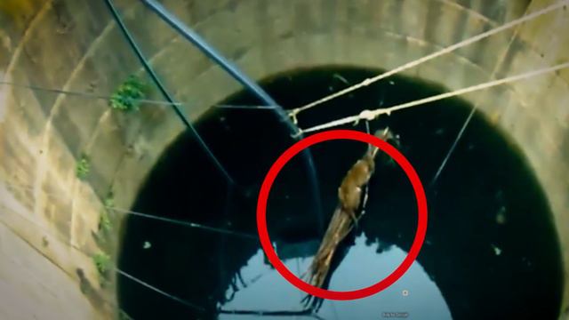 Мужчина услышал странный звук из колодца… То, что там оказалось, поразило всех! смотреть онлайн