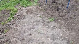 Приствольный круг под кустами РОЗ - обязательная Уборка и рыхление почвы после зимы 10.03.23 год