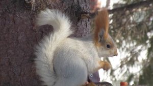Белка с необычной окраской - A squirrel with an unusual color - Eichhörnchen ungewöhnlicher Farbe