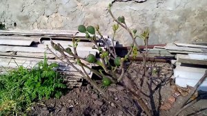 Как вырастить инжир. Формирование куста инжира