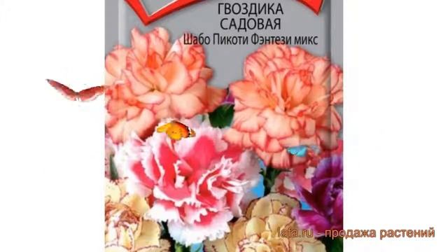 Гвоздика садовая Шабо Пикоти Фэнтези микс ? обзор: как сажать, семена гвоздики смотреть онлайн