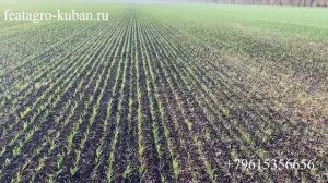 История ПОСЕВА Посевным КОМПЛЕКСОМ FEATAGRO S- 9600