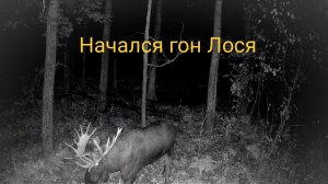 Начался гон Лосей. Морал? Коза и агрессивный лось