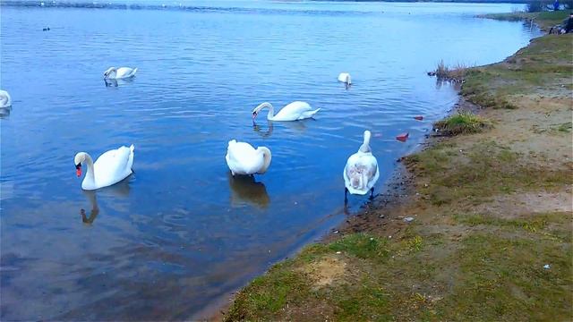 Футаж Лебеди на Озере. Футаж Лебеди. Озеро с Лебедями. Футажи для видеомонтажа. Видеофутажи смотреть онлайн