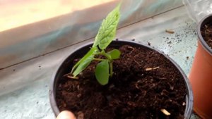 ОГУРЦЫ ЗИМОЙ НА ПОДОКОННИКЕ/ПЕРЕСАДКА В ГОРШКИ.