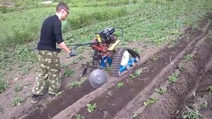 Окучивание картофеля. Мотоблок Каскад с гусеничным приводом.
