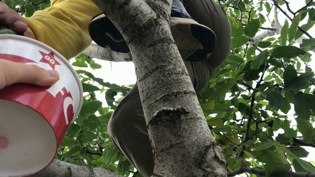 Сбор грецких орехов бесплатно смотреть онлайн