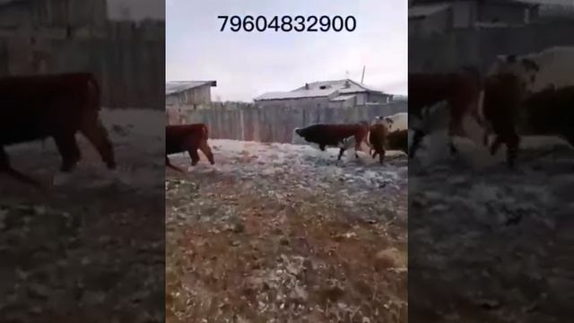 кфх краснополянский телята бычки герефорды сементалы 250кг в среднем весе смотреть онлайн