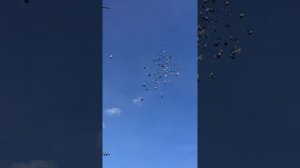 01.12.2021 год  Николаевские голуби бабочка