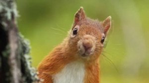 Диктант. Белочка