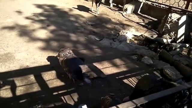 Зоопарк "Казкова діброва", г. Новая Каховка смотреть онлайн