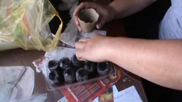 посадка семян клубники в торфяные горшки