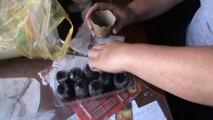 посадка семян клубники в торфяные горшки