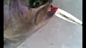 Ловля форели из подольда .avi
