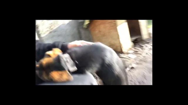 Влог ? У бабушки в деревне смотреть онлайн