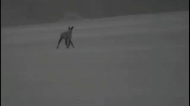 Видио на тепловизор пульсар хелионXQ50.. знакомство с лосенком продолжается смотреть онлайн