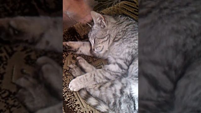 кот дергается во сне смотреть онлайн