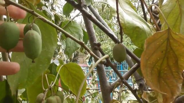 Актинидия аргута - результат плодоношения 6-летнего куста смотреть онлайн