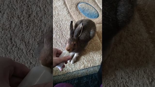 процесс кормления зайца смотреть онлайн