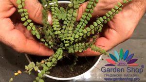 Как посадить Костене́ц волосови́дный - Asplenium trichomanes