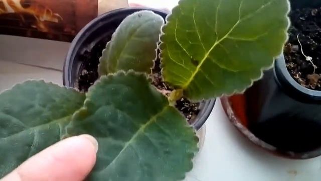 #глоксинии#фиалки#Что случилось с глоксинией? смотреть онлайн