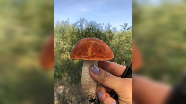 Грибы сентябрь 2021.Черкасское-Гвардейское днепропетровская область. смотреть онлайн