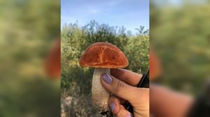 Грибы сентябрь 2021.Черкасское-Гвардейское днепропетровская область.