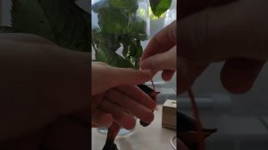 урок на уздечку для лошадей шляйх 1 часть