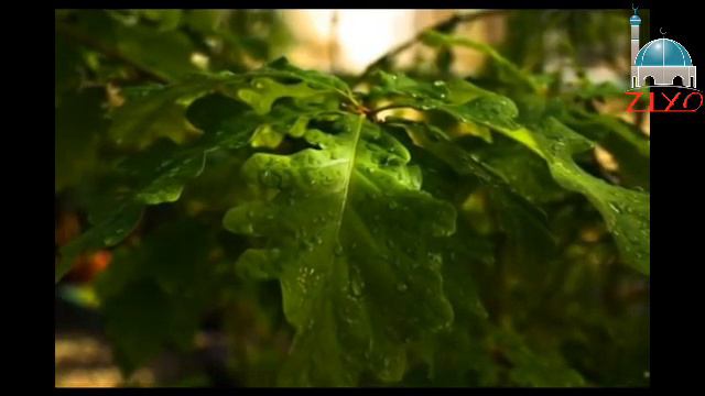 Такаббур булманг, Аллохга якин буласиз! Обуна булишни унутманг! смотреть онлайн