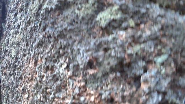 ? не в том отвалы или мегалиты ! Здесь кое-что добывали ,а не нужную породу формировали под скалы . смотреть онлайн