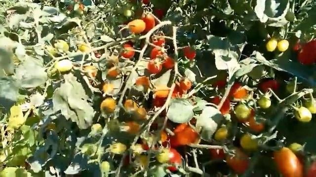 Лучшие сорта помидоров черри. Сушим помидорчики!